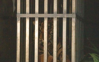 Vườn quốc gia Phong Nha - Kẻ Bàng: Đảm bảo phúc lợi tự nhiên cho 7 con hổ