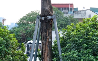 Hàng loạt cây xanh ở Hà Nội bị vòng sắt kẹp chặt: Đơn vị quản lý nói gì?