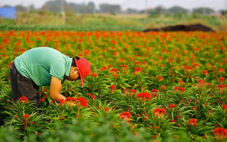 Con xin lỗi, tết này con xa nhà!