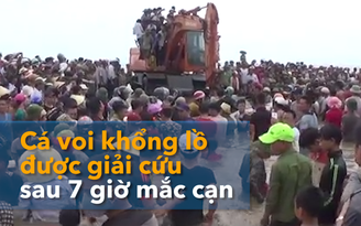 Cá voi khổng lồ được giải cứu sau 7 giờ bị mắc cạn Cá voi khổng lồ được giải cứu sau 7 giờ bị mắc cạn