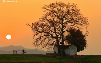 Chàng kỹ sư thích 'săn' hoa gạo