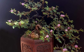 Hoa mắc cỡ mọc hoang 'hóa' bonsai thu về tiền triệu