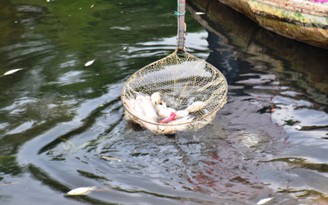 Huyện đề nghị tỉnh tìm nguyên nhân cá chết trên sông Gành Hào