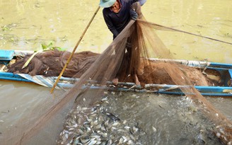 Chụp đìa bắt cả thúng cá đầy ắp ăn tết ở rừng U Minh Hạ