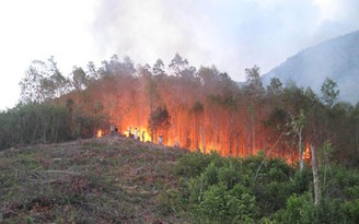 Cà Mau: Cháy rừng do người dân vào rừng trộm ong mật