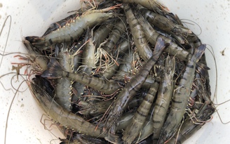 Cà Mau: Một công ty thủy sản tổ chức sơ chế tôm vi phạm phòng chống dịch