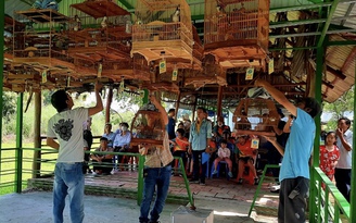 Cà Mau: Tổ chức hội thi chim chào mào hót chào mừng ngày 30.4