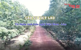 Cao su Việt Lào tô thắm tình hữu nghị hai nước