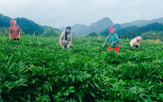 ‘Bí quyết’ dược liệu của người Dao