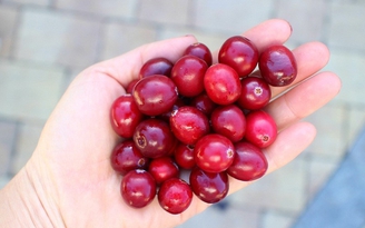 Thực phẩm vàng dành riêng cho da nhạy cảm