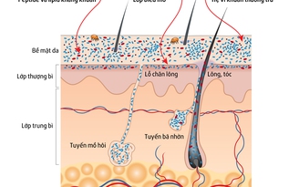 Đề kháng da: ‘Bộ máy’ có cơ chế không hề đơn giản