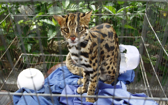 Bệnh viện Gia An 115 giao trả cá thể mèo rừng về Vườn Quốc gia Cát Tiên
