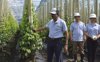 Nông dân trồng tiêu ở Việt Nam hưởng lợi từ hỗ trợ của Olam