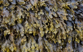 Hợp chất fucoidan chiết xuất từ tảo biển nâu hỗ trợ sức khỏe cho người bệnh