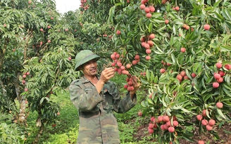 Vải lên sàn công nghệ, người trồng vải thiều ‘thở phào’ nhờ đầu ra ổn định