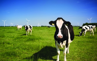 Nguyên liệu bơ sữa Hoa Kỳ: Lợi thế cho sự đổi mới và phát triển bền vững