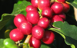 Vinacafe Biên Hòa cam kết sản xuất cà phê 'sạch'