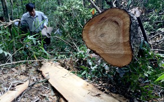Vụ phá rừng pơ mu: Hé lộ tình tiết mới, bắt một số nghi phạm quan trọng
