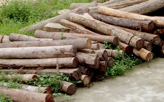 Hai lâm tặc chở gỗ lậu trên đường Hồ Chí Minh tông nhau tử vong