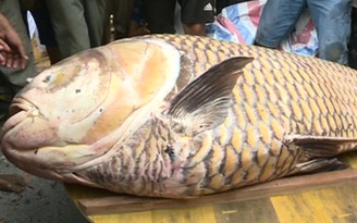 Cá hô vàng nặng hơn 125 kg mắc lưới ngư dân Vĩnh Long