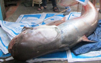 Ai cứu cá tra dầu 'khủng' quý hiếm trên sông Cửu Long?