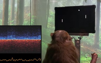 Tỉ phú Elon Musk thử nghiệm cấy chip vào não khỉ để chơi game