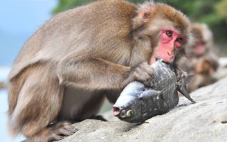 Thăm đảo khỉ ăn cá ở Nhật Bản