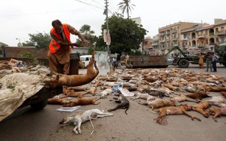 Lo dân bị chó cắn, Pakistan đánh thuốc độc giết hơn 1.000 con chó