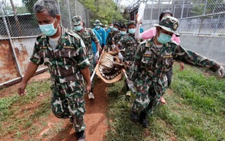Cọp được giải cứu lại chết hàng loạt, chùa Thái Lan nói tại chính quyền
