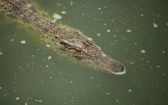 Bé gái 11 tuổi vật lộn với cá sấu để cứu bạn