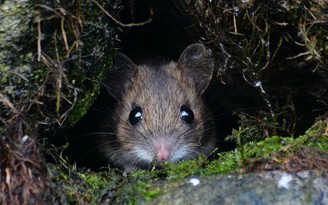 9 điều thú vị về loài chuột