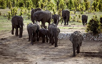 Zimbabwe sẽ cho thợ săn bắn 500 con voi để cứu du lịch trong dịch Covid-19