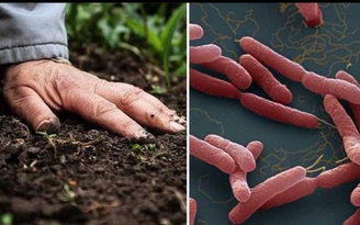 Bệnh viện Đà Nẵng cảnh báo 'vi khuẩn ăn thịt người'