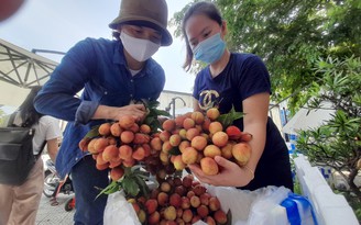 Hội doanh nhân trẻ Đà Nẵng mua gần 100 tấn vải Bắc Giang giúp người dân