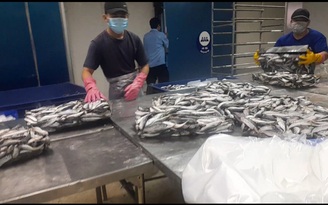 Người Đà Nẵng chung tay mua 7 tấn cá tươi gửi TP.HCM chống dịch Covid-19