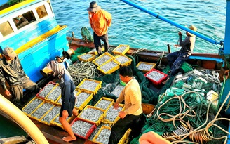 Bình Định: Một buổi đánh bắt gần bờ, thu từ 200 kg đến 1 tấn cá, ruốc