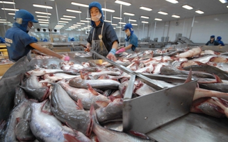 Vướng thông quan hàng cá tra vào Trung Quốc do ghi sai tên