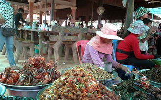 Đi Campuchia ăn nhện, sâu, gián... chiên giòn