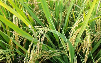 Giá gạo xuất khẩu mất 20 USD/tấn trong một tháng