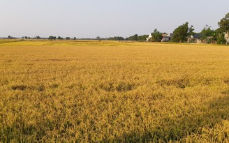 Kiến nghị Chính phủ tạo thuận lợi tiếp cận nguồn vốn thu mua thóc gạo