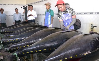 VASEP hối Bộ Công thương sớm phân bổ hạn ngạch xuất cá ngừ sang EU