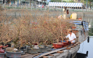 Thuyền hoa, cây cảnh chưng Tết cập bến Bình Đông: 'Xin đừng mua hoa ngày 30 Tết'