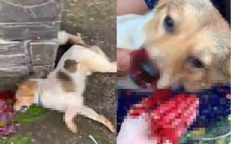 Chính quyền thông tin vụ tố hàng xóm 'đập đầu chú chó' đến chết vì ăn mất gà