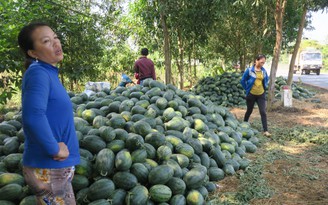 Dưa hấu tết ven sông La Ngà rớt giá nặng, bà con nông dân 'méo mặt'