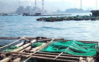 Sở TNMT Bình Thuận: Cá chết ở Vĩnh Tân do nước biển thiếu ôxy và có tảo