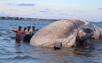 Cá 'Ông' khổng lồ 15 tấn 'lụy' biển Mũi Né, ngư dân mất 7 tiếng để đưa vào