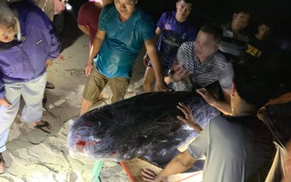Cá voi 'khóc' khi bị thương trên biển trôi vào đảo Phú Quý