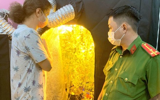 Bình Thuận: Trồng cây cần sa trong căn nhà thuê, một người Nga bị truy tố