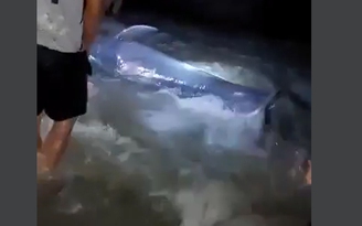 Bình Thuận: Cá voi liên tục bơi vào bờ biển Mũi Né được người dân giải cứu