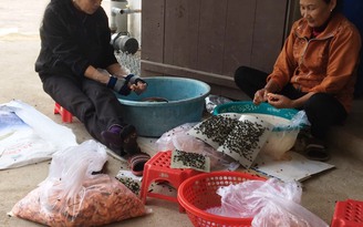 Thái Bình: Thời tiết khắc nghiệt khiến tôm nuôi chết trắng ao